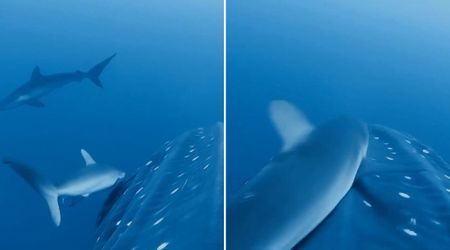 WATCH: A Whale Shark Approaches Divers in Galápagos. Then, Surprising Marine 'Entourage' Follows
