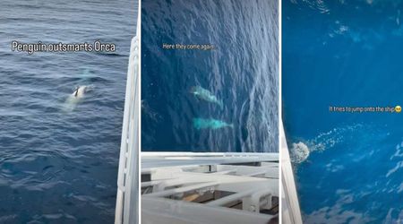 WATCH: 2 Apex Predators Chase Lone Penguin Near an Antarctic Ship. The Ending Leaves Tourists in Awe