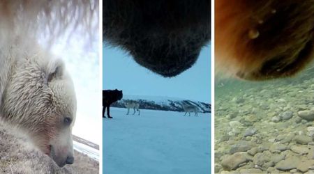 WATCH: Scientists Tag Bear with Camera and Capture Unprecedented View of Its Life in The Arctic