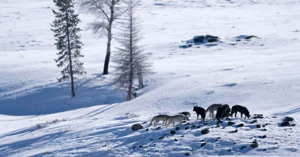 Druid wolf pack in snow-filled Lamar Valley, Yellowstone. (Cover Image Source: milehightraveler)