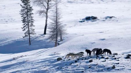 Yellowstone Wolves See Sharp Decline in Population. Experts Say This Hidden Threat Is To Blame