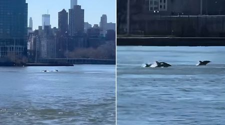 WATCH: Large Pod of Dolphins Appear in NYC's East River and Turn the Busy Waterway Into a Playground