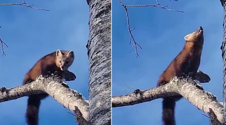 WATCH: Biologist Captures Rare Footage of Endangered American Marten Playing on a Tree in Wisconsin