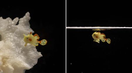Chicago Aquarium Just Pulled Off Something Rare — A Warty Frogfish Raised From Egg in Historic First