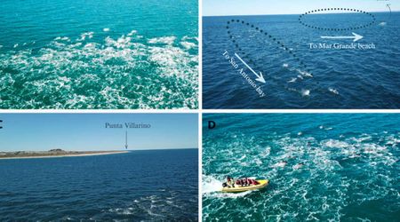 Experts Solve Mystery of Dolphin Strandings in Argentina. Turns Out, an Apex Predator Was Chasing Them