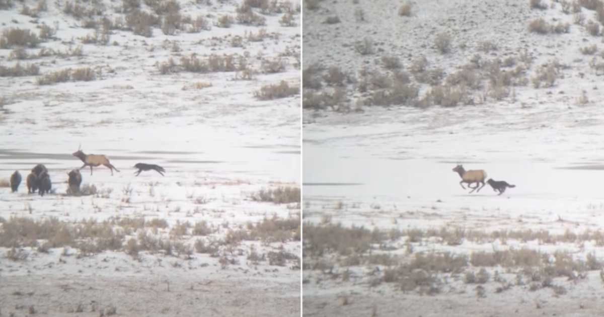 Video frames show a wolf chasing after an elk at Yellowstone National Park. (Cover Image Source: Instagram | @montanawild_)