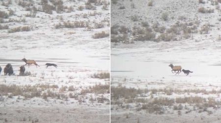 WATCH: Yellowstone Wolf Chases Elk for Nearly 4 Miles. Then, One Bold Kick Changes Everything