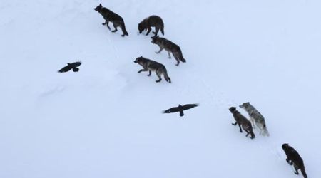 Scientists Tracked Ravens Trailing Yellowstone Wolves. Turns Out, They're Doing More Than Scavenging