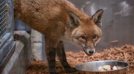 Sly Red Fox Sneaks Onto a Ship to Make 3,000-Mile Journey From UK To New York City