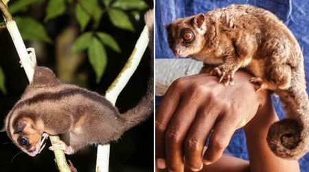 These Marsupials Were Thought Extinct for 6,000 Years. Scientists Found Them Alive in Remote Rainforest