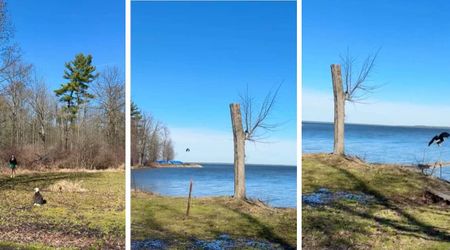 WATCH: Bald Eagle Takes First Flight A Year After Brutal Accident Left It Nearly Paralyzed