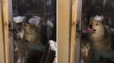 WATCH: Three Wolves Show Up at a Conservationist’s Door. His Reaction Leaves Viewers Puzzled