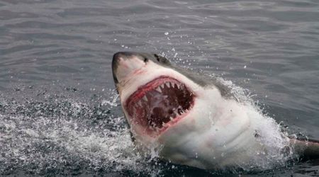 Fatal Shark Attacks Jumped 125% Worldwide in 2025. These 7 U.S. States Were Most Affected