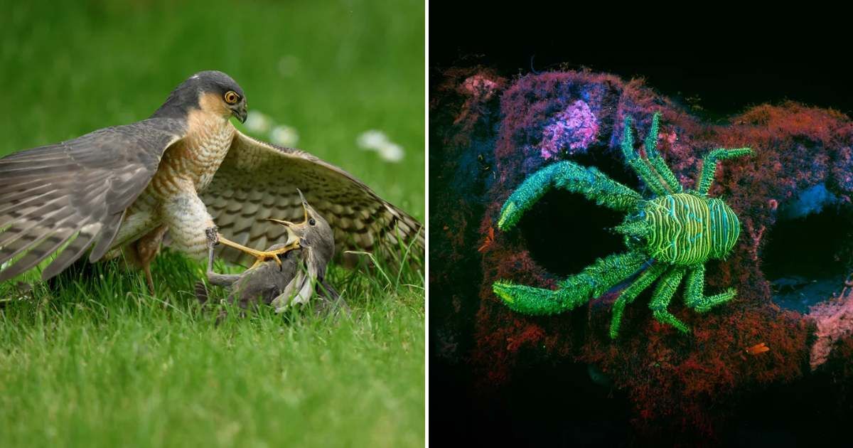 Two category winners [(L) Animal Behaviour; (R) Coast & Marine] of the British Wildlife Photography Awards 2026. (Cover Image Source: BWPA | (L) Mark Parker; (R) James Lynott)