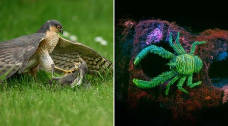 14 Mesmerizing Images That Won the 2026 British Wildlife Photography Awards